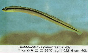 Gunnelichthys pleurotaenia